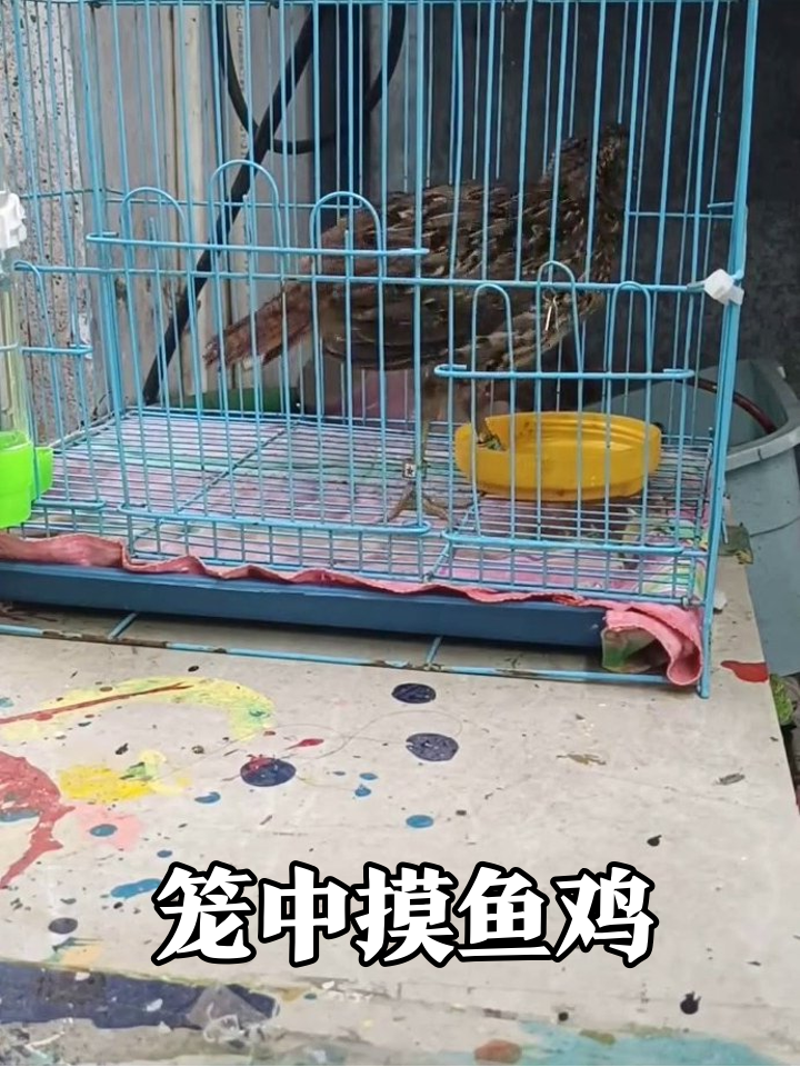 竹鸡:这笼子比工位还小!老板画的饼倒是挺大