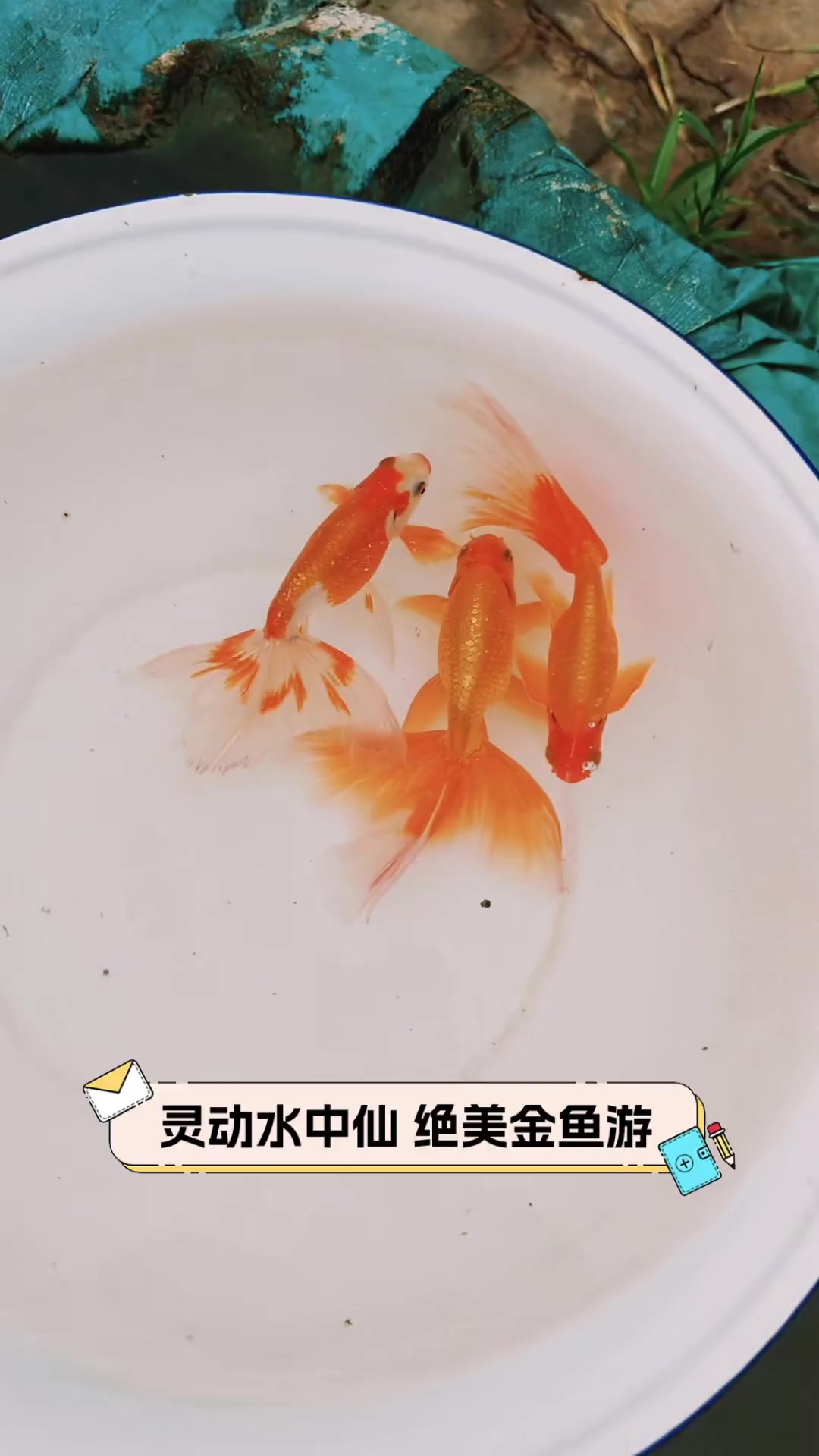 灵动水中仙,绝美金鱼游