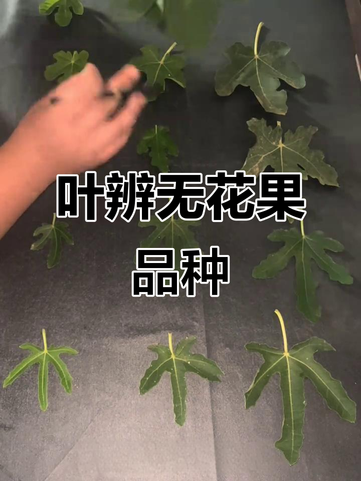 无花果品种辨别技巧:从叶片特征入手
