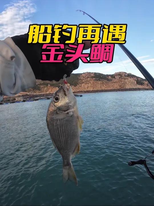 自从解锁了金头鲷，最近总是钓到它