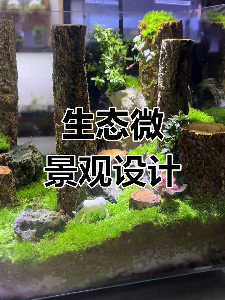 玻璃中的自然禅意,鱼缸造景与植物共生
