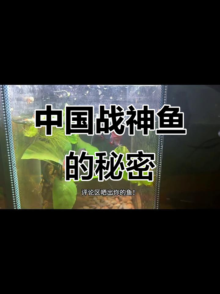 90%的人没听说过,中国有能匹敌泰斗的神奇鱼种!