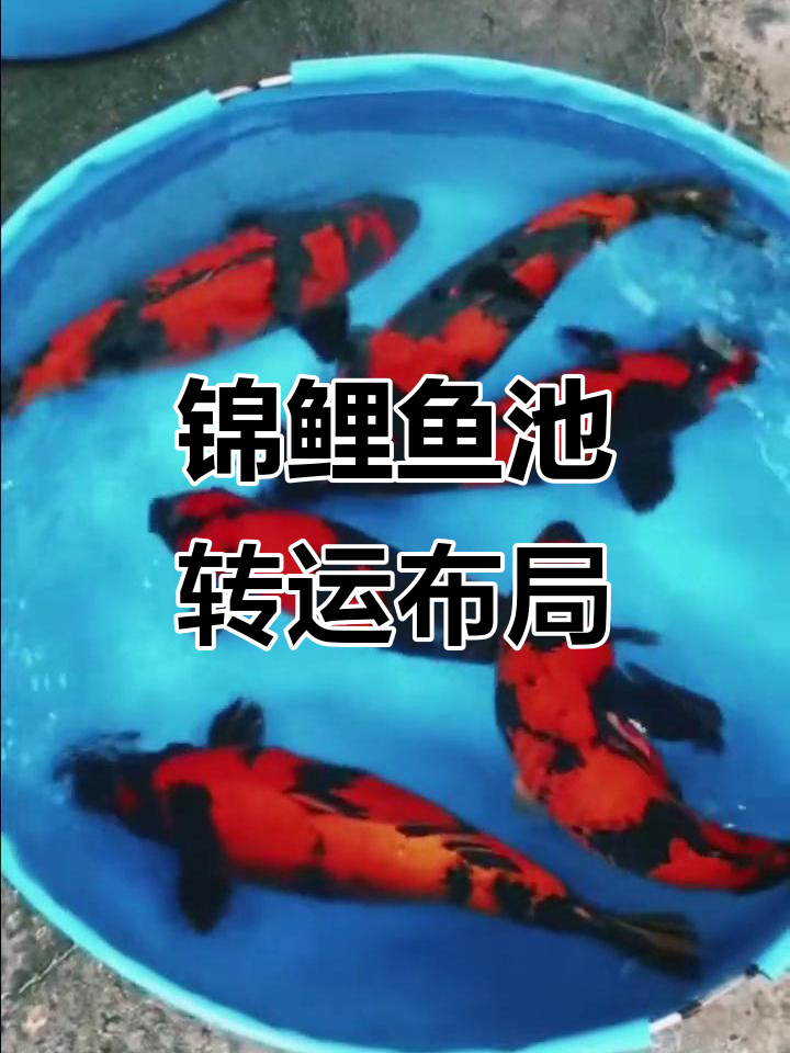 锦鲤鱼池与假山设计,打造转运风水基地