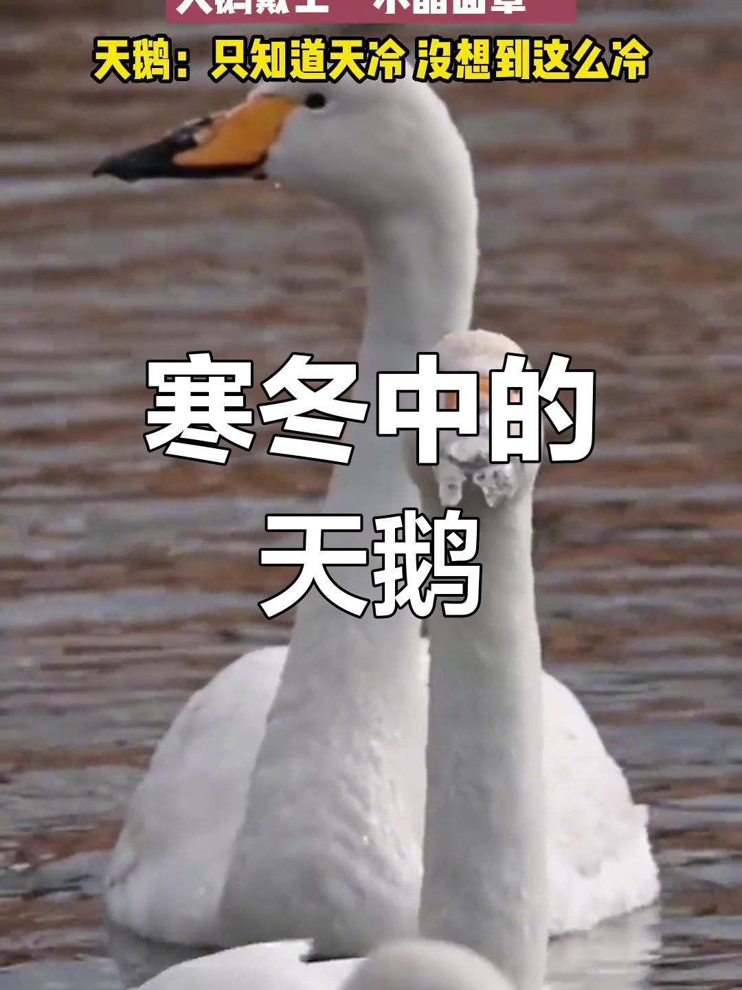 天鹅被冻得直呼“太冷了”,水晶面罩成了它的保护层