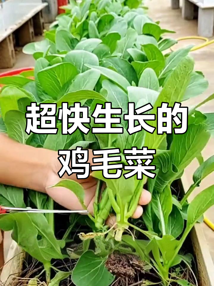 鸡毛菜,二十天就能吃!鲜嫩美味,阳台小院轻松种