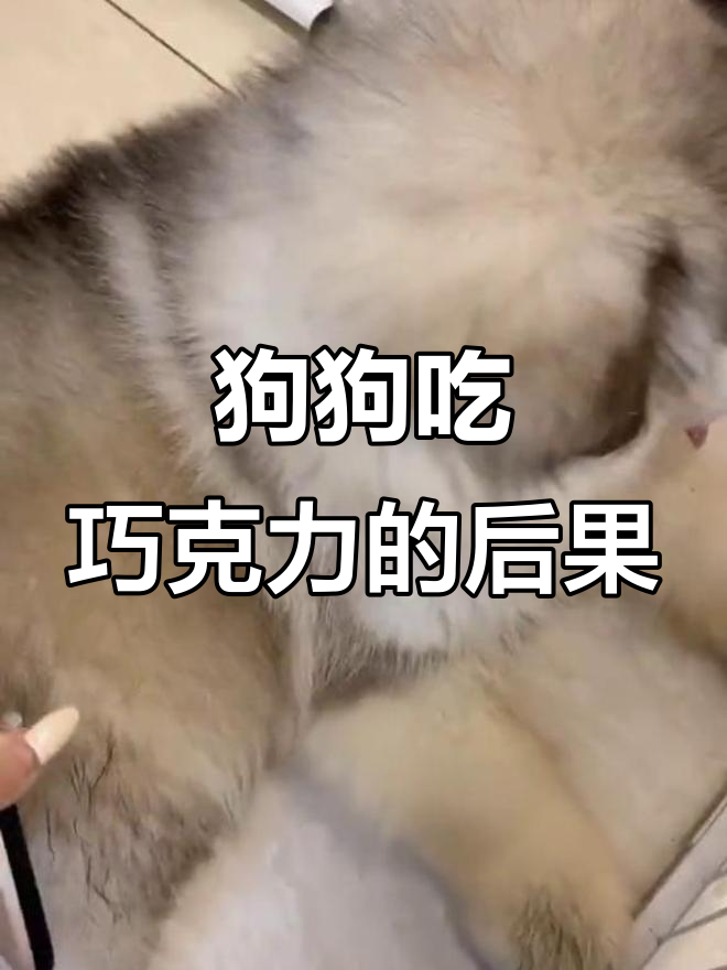 小狗误舔巧克力,主人带它看病