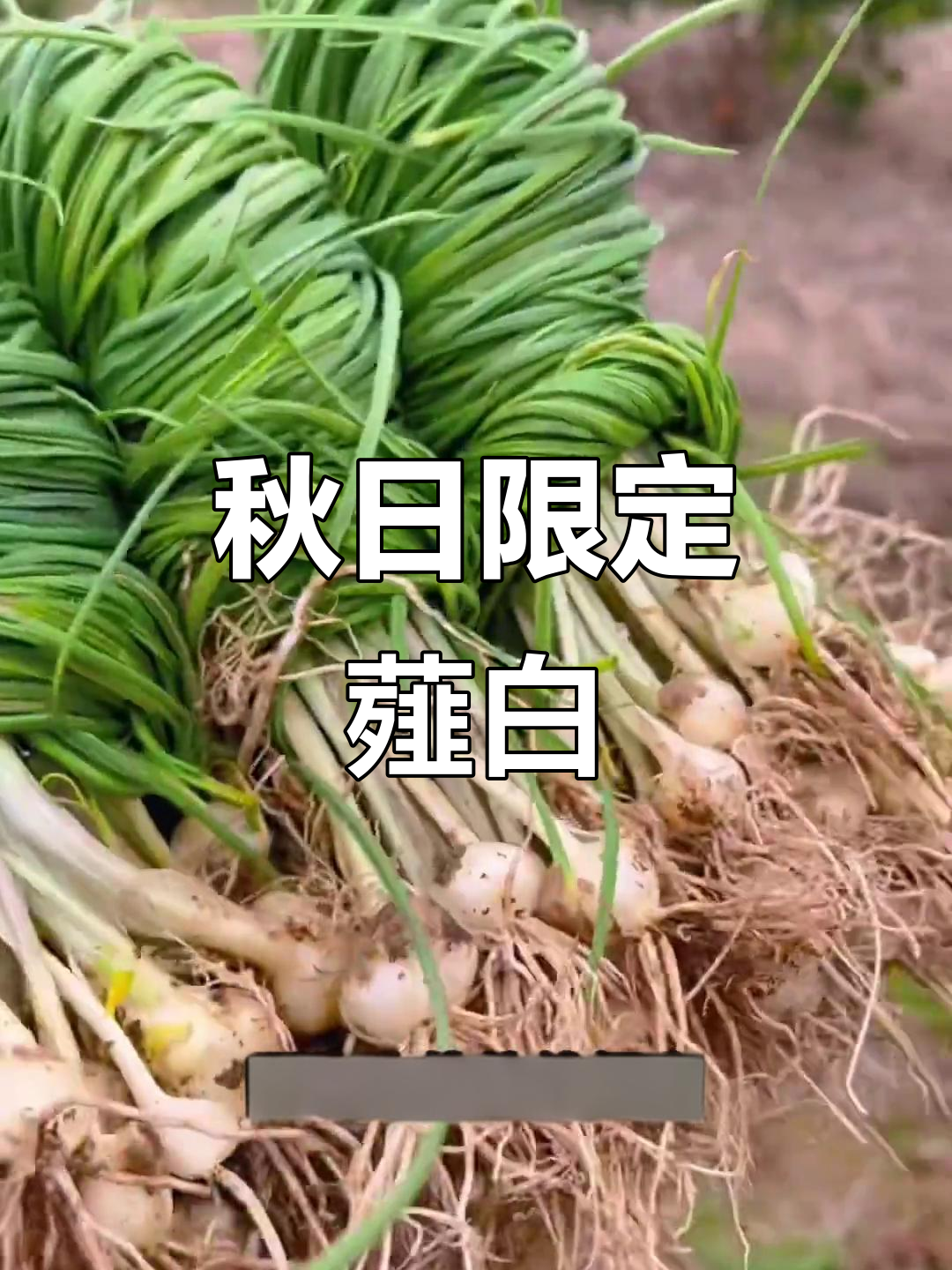 秋季野菜薤白,能量满满的山珍美味