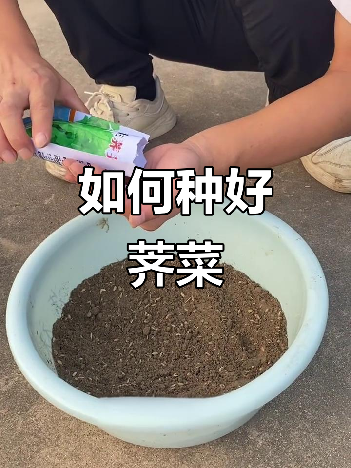 荠菜种植技巧，轻松搞定！