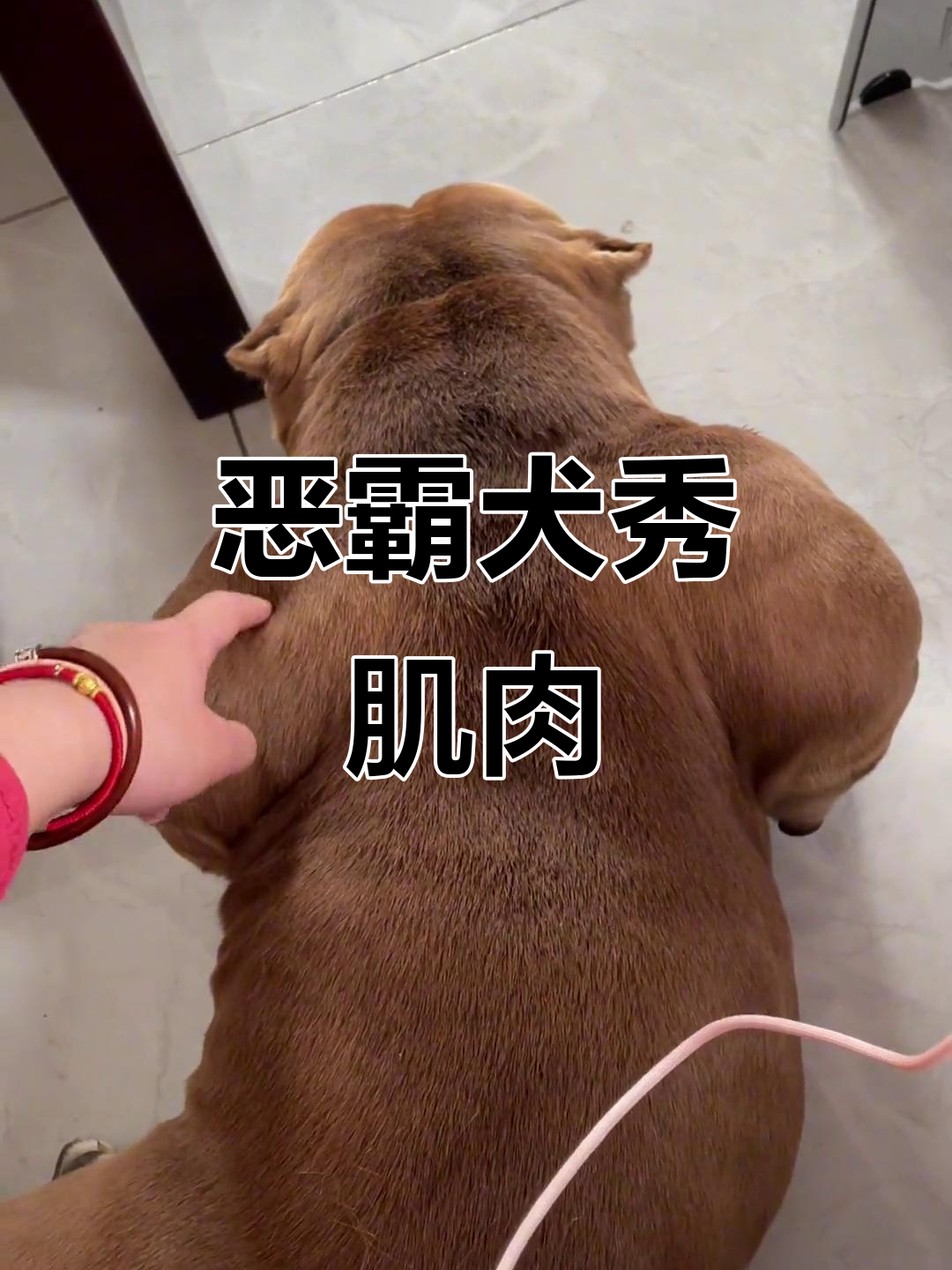 小吉教练的日常,恶霸犬的肌肉展示