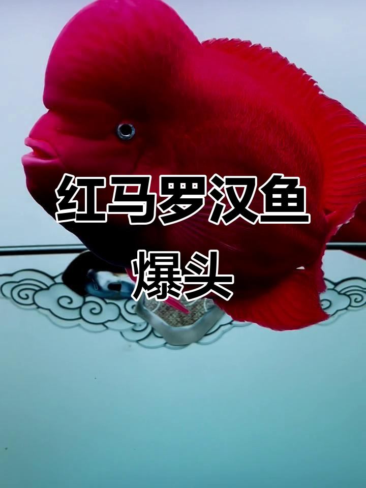 期待红马罗汉鱼爆头,每天更新!