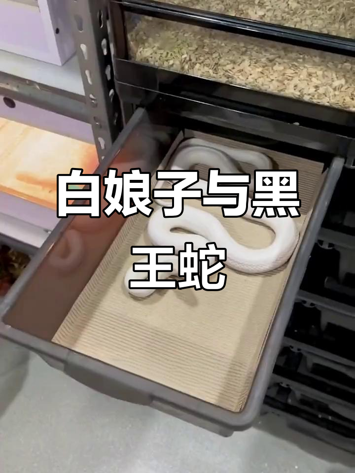 黑白蛇仙大揭秘,白娘子与夜华的奇妙互动