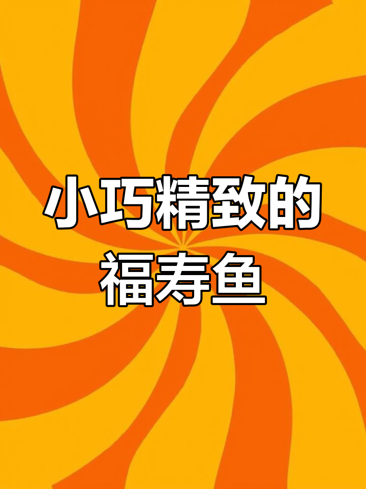 这条17公分福寿金鱼,完美诠释了小尾五花的所有魅力!
