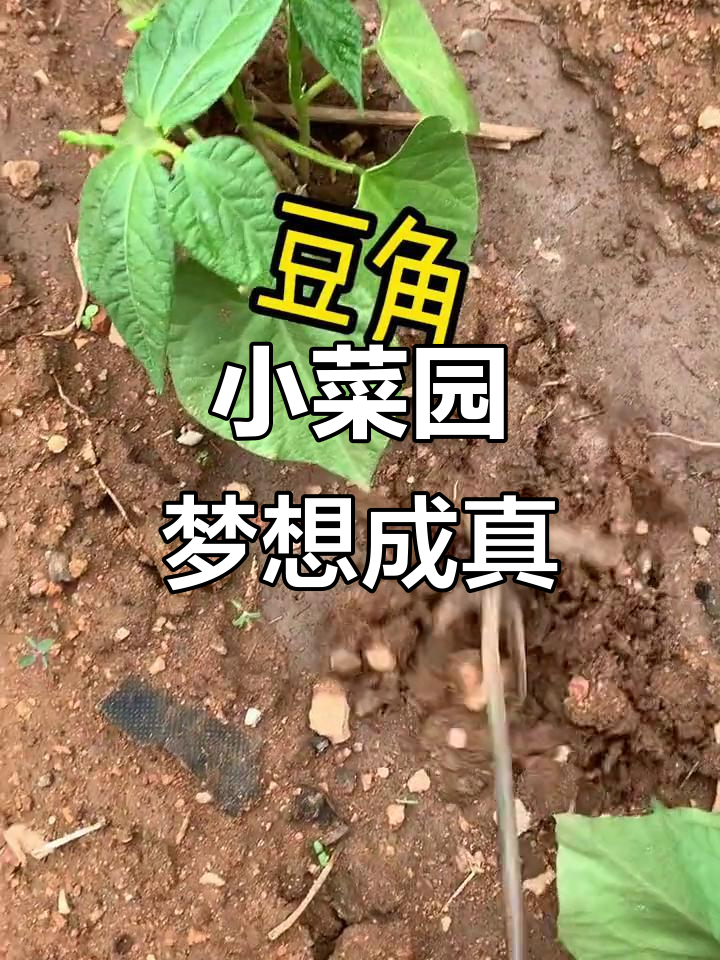 终于拥有了自己的小菜园,画画种菜两不误!