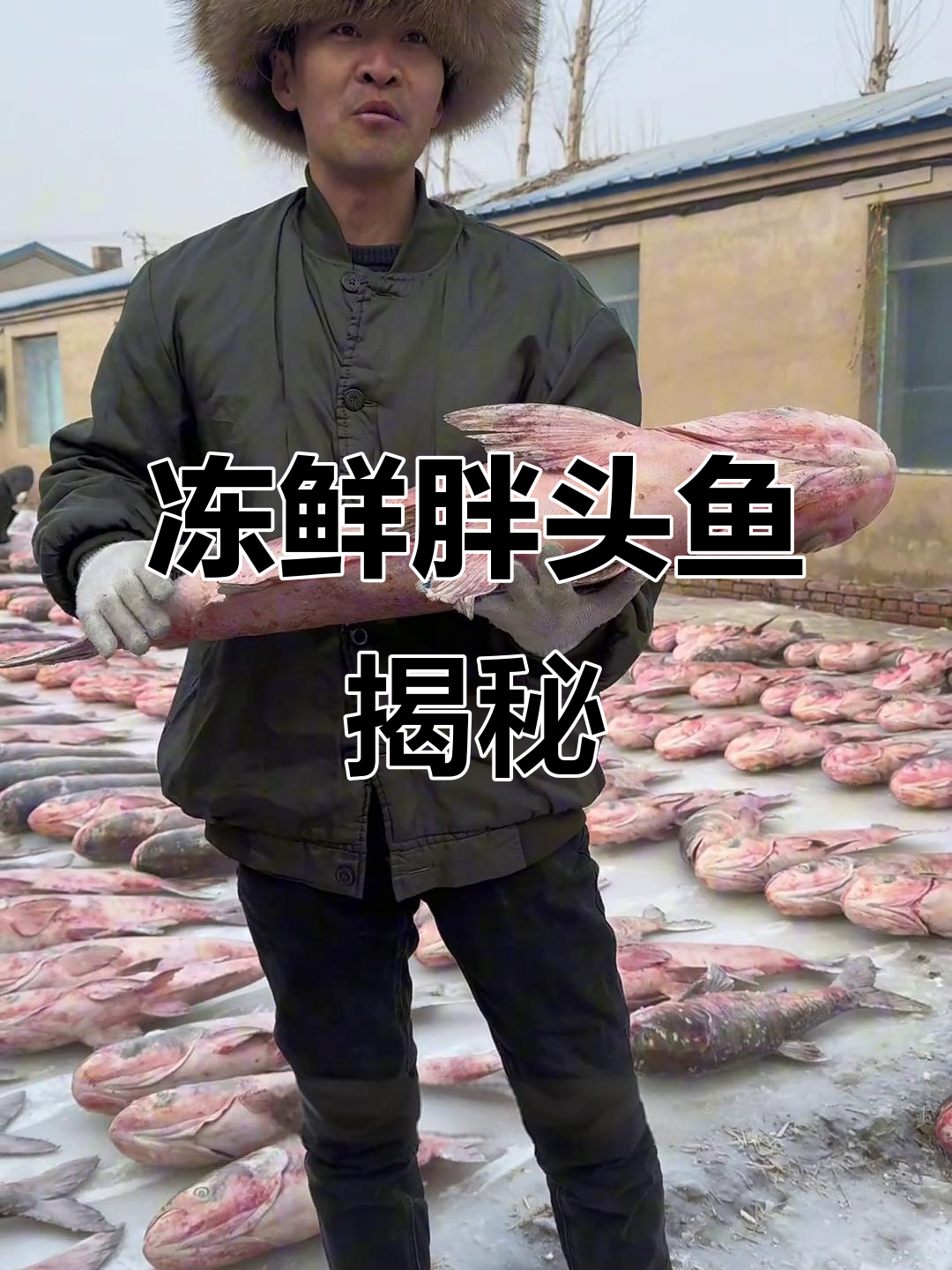东北冬捕胖头鱼,活蹦乱跳变丑样