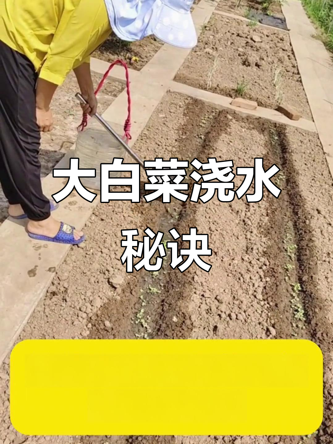 大白菜浇水有诀窍,三水后真叶迅速长出,幼苗期轻松度过