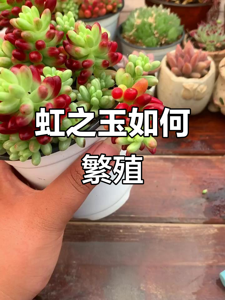 虹之玉繁殖技巧大公开,轻松学会多肉养护