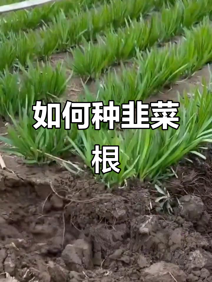 韭菜根种植技巧,轻松学会种出新鲜嫩芽