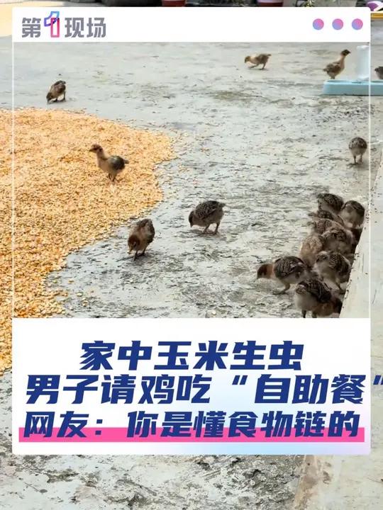 近日,贵州一网友发布视频称因家中玉米没有晒干,生出数量惊人的虫子,于是放出家中养的鸡吃虫。