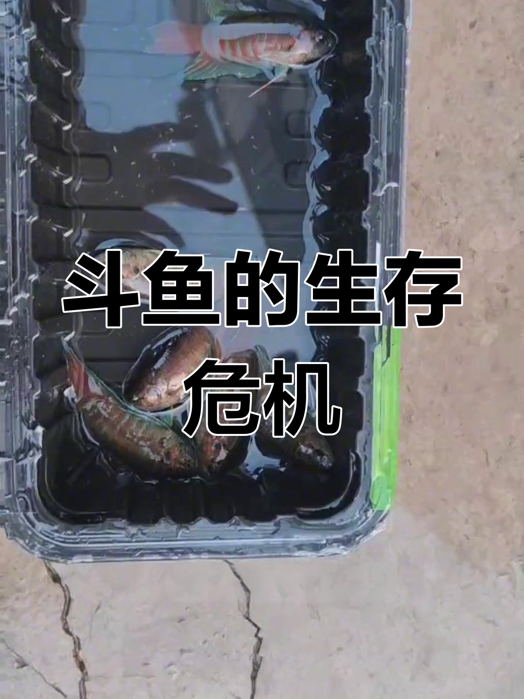 中国斗鱼为何消失?