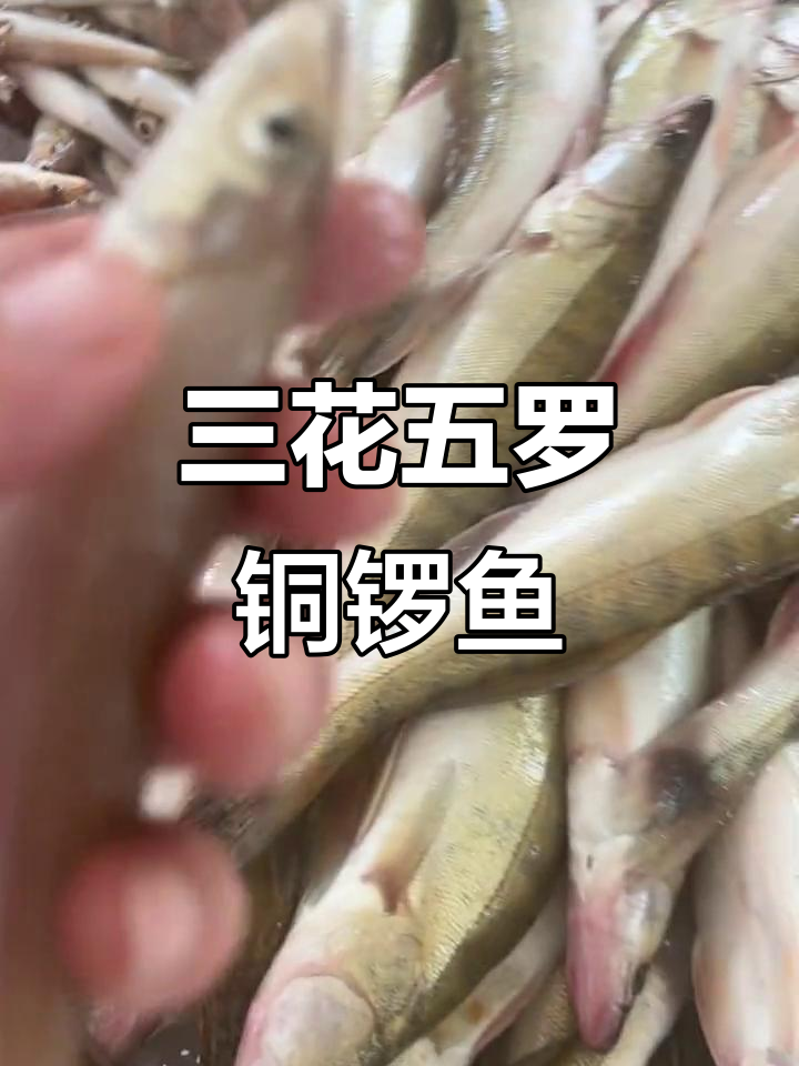 铜锣鱼与沙丁鱼的奇妙搭配,东北三花五螺十八子排行揭秘