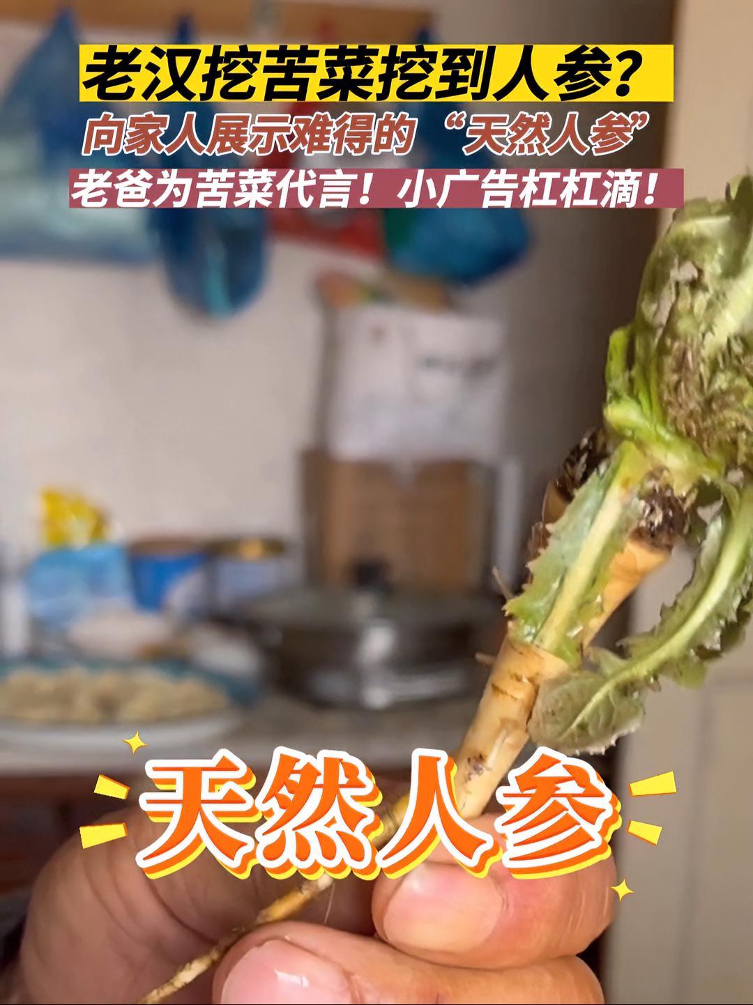 3月27日(采访时间),山东烟台。苦菜万万没想到,这辈子还有代言人。感谢分享@小熊爱生活 