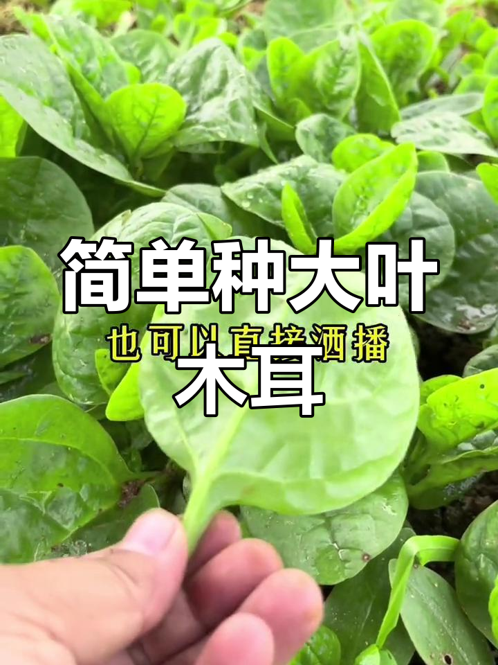 大叶木耳菜,轻松种植,观赏又实用
