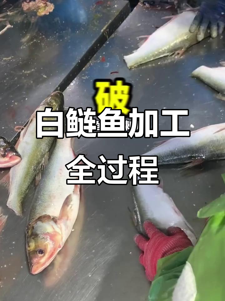 淡水鱼加工厂揭秘:白鲢鱼的制作过程与挑战