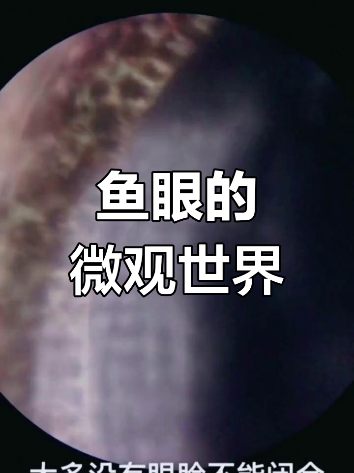 鱼眼的结构与功能