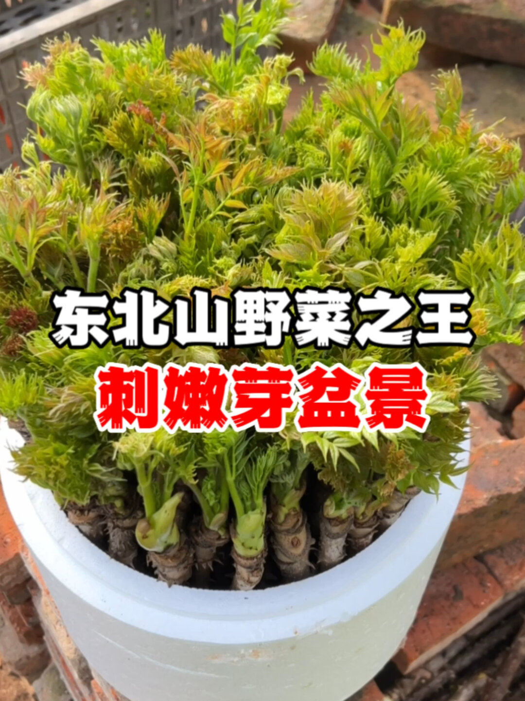 东北山野菜之王之刺嫩芽