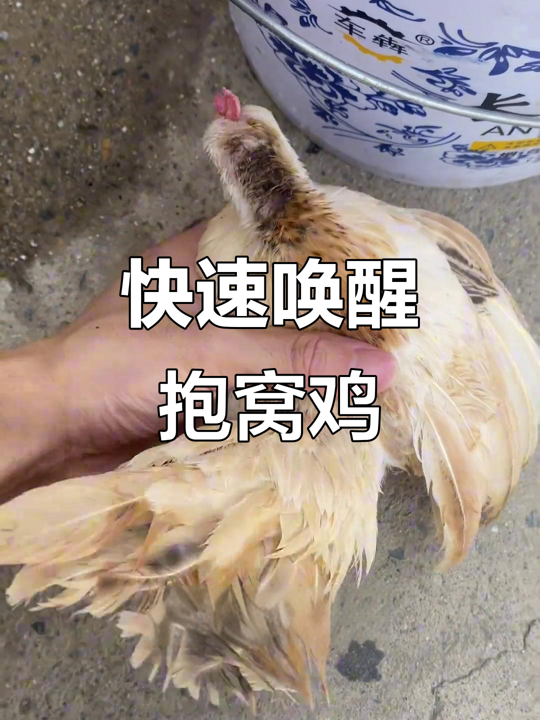 母鸡抱窝不醒？试试这两种土方法，效果立竿见影