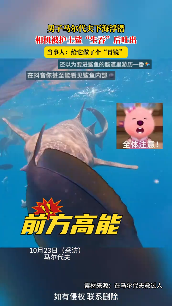 男子马尔代夫下海浮潜，相机被护士鲨“生吞”后吐出