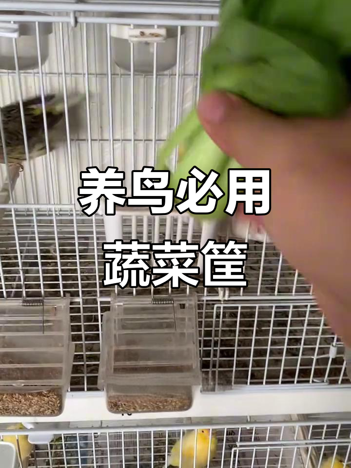 夏季养鸟必备蔬菜筐,避免粪便污染