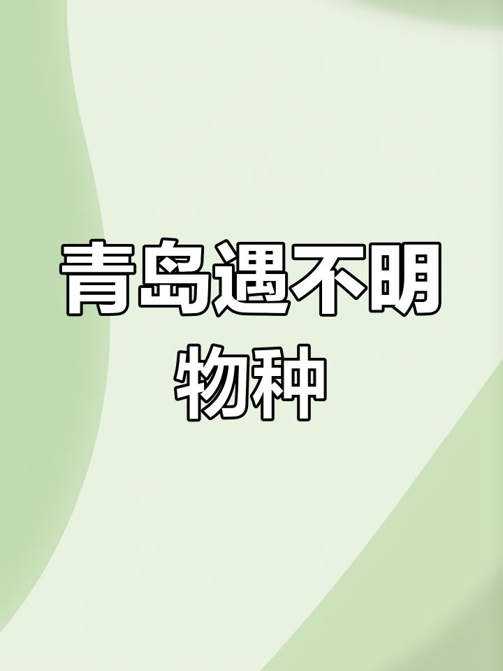 青岛海域现身神秘“傻板鱼”,疑似星突江鲽,深水区罕见