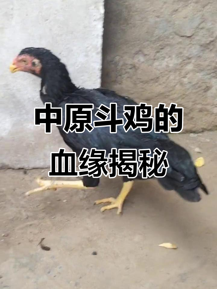 盘抓青母血统太近,中原斗鸡的秘密