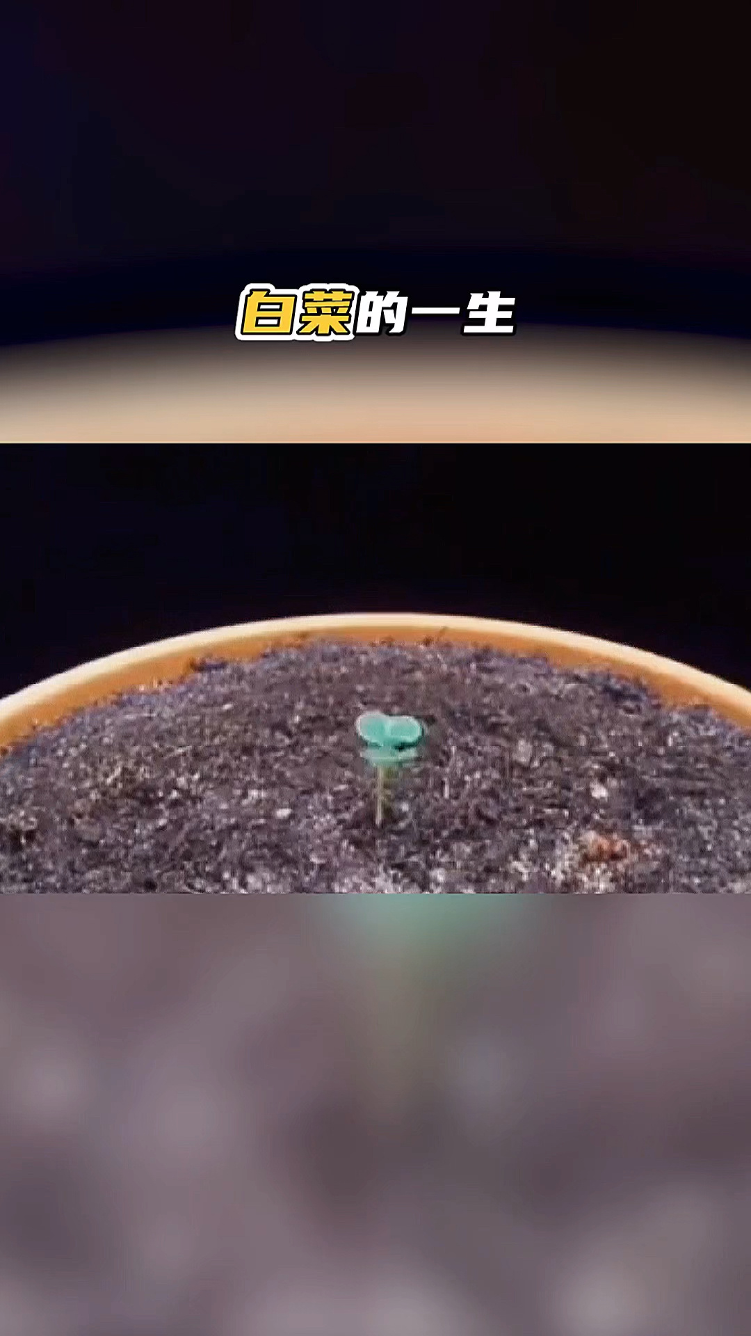 记录白菜生长开发全过程,这一生太短暂!