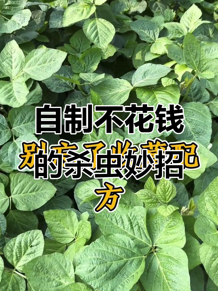 用辣椒和花椒自制杀虫剂,蔬菜无公害又安全