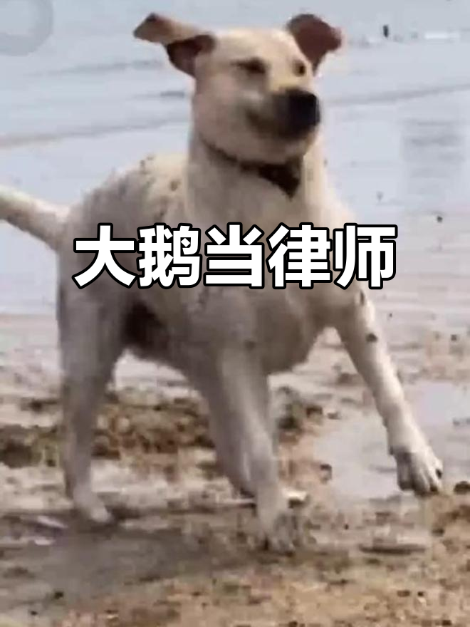 鹅律师上线!拍表情包违法?俄大鹅要制裁你