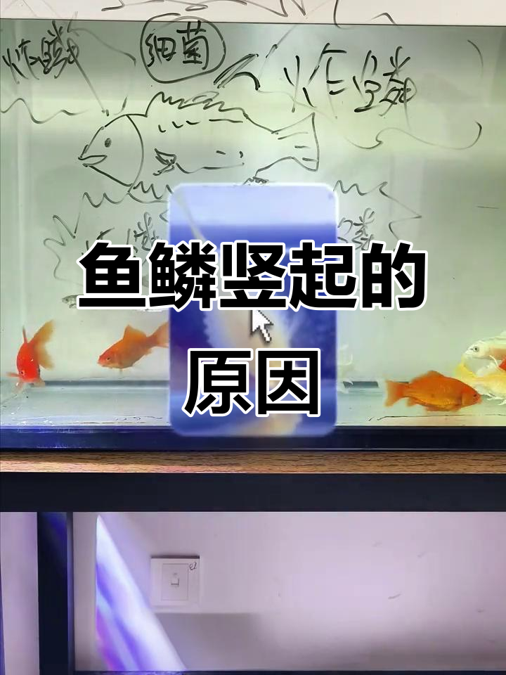 炸鳞病背后的真相:如何应对细菌感染