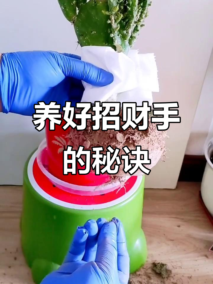 招财手养护全攻略:光照、浇水与通风三大要点