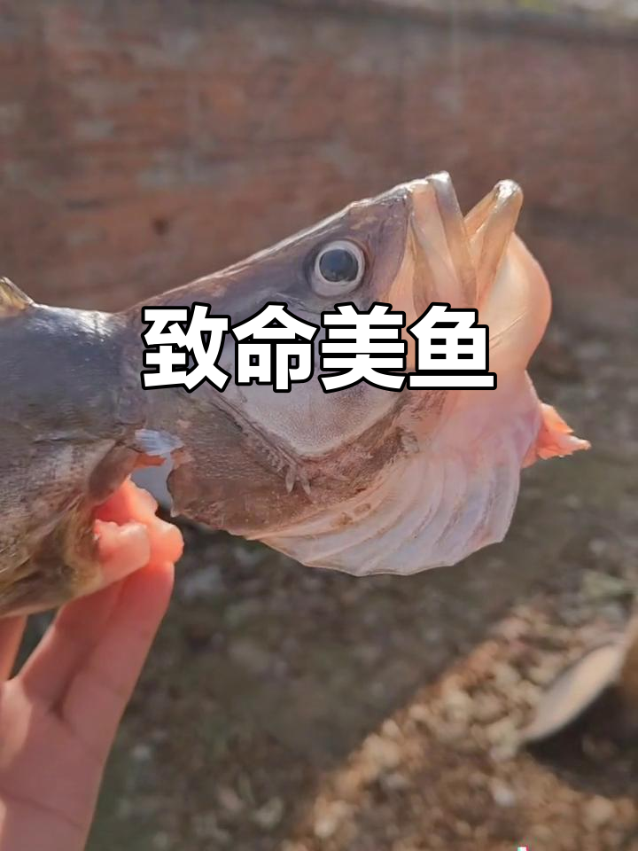 淡水之王：美丽却致命的鱼，肉质细腻无刺