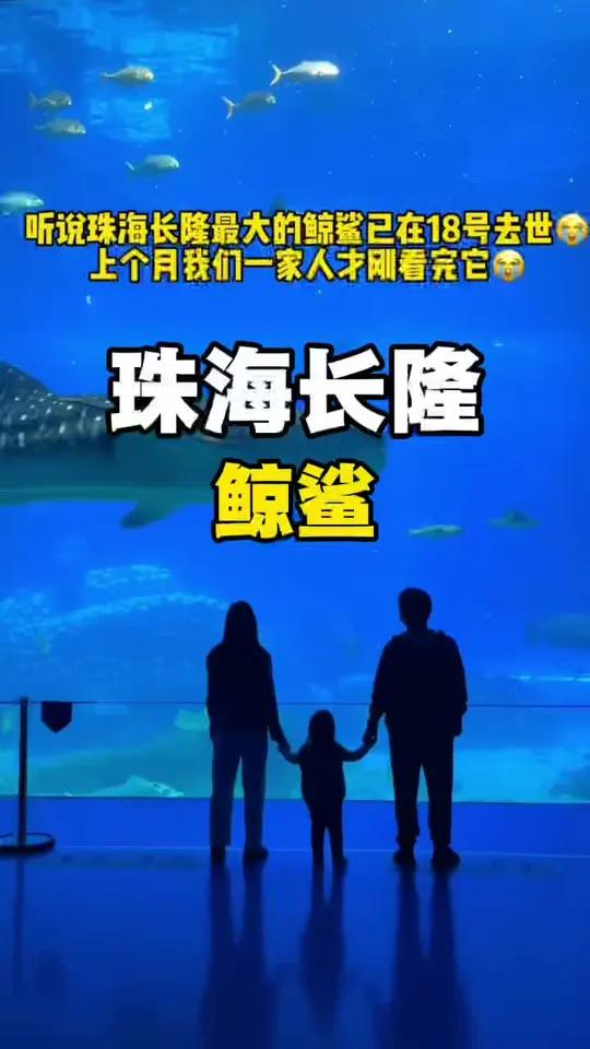 听说珠海长隆的大鲸鲨已经去世了，我们过年刚刚看完它！#勇闯珠海长隆vlog #珠海长隆 #