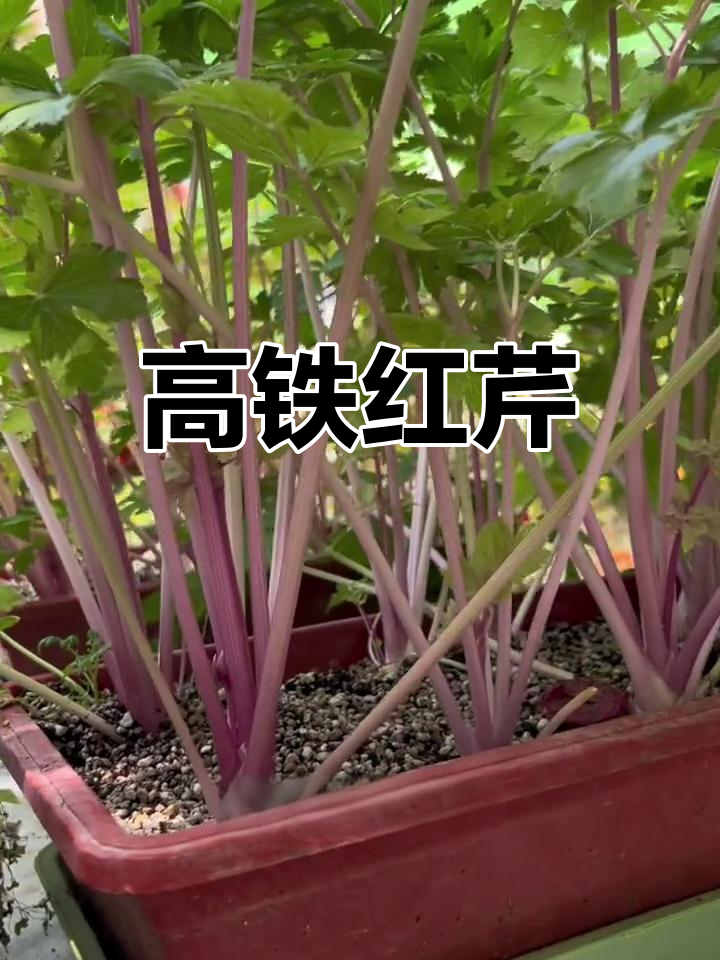 红色芹菜,富含铁元素