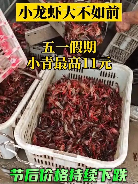 今年小龙虾整体市场行情低迷,价格下跌,小青反成为市场主流
