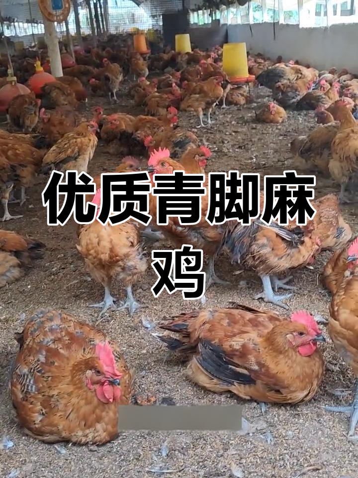 56天青脚麻鸡苗,体重已达2.8公斤,品质优良现场实拍