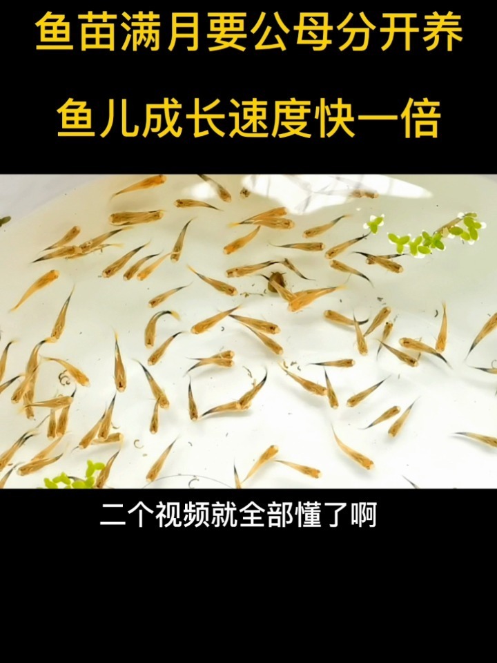 孔雀鱼鱼苗满月公母分开养,好处原来这么多
