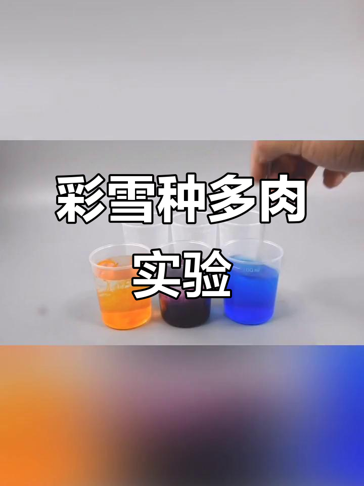 用彩色雪种多肉,竟然能开花!