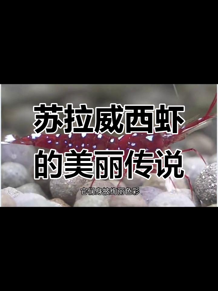 苏拉威西虾:淡水中的星空精灵,色彩斑斓如梦似幻