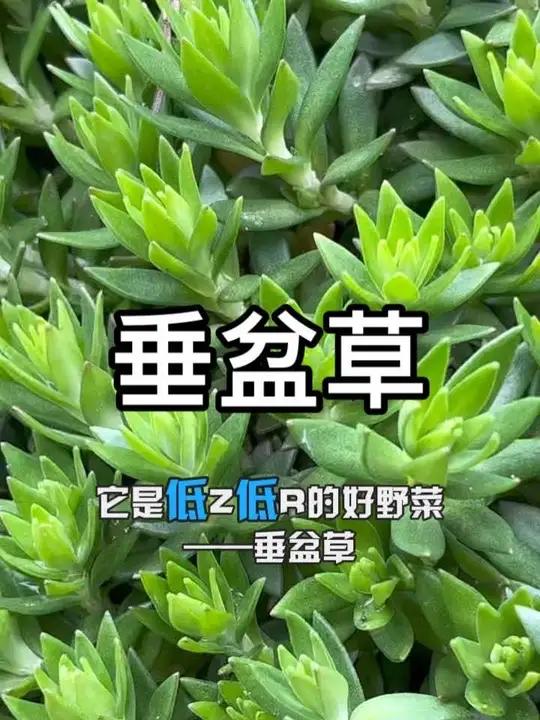 爱轻食的朋友看过来 比很多普通叶菜更清爽、更嫩、营养更集中的轻食野菜——垂盆草 #野菜 #