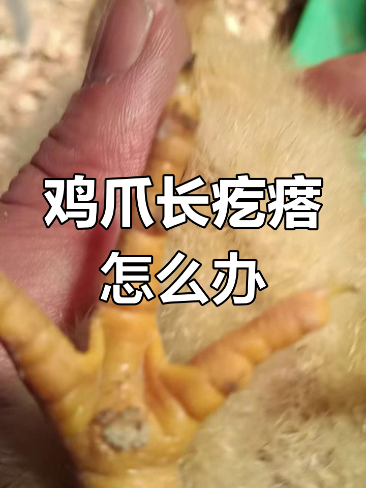 鸡苗爪子长疙瘩,可能是这些原因!