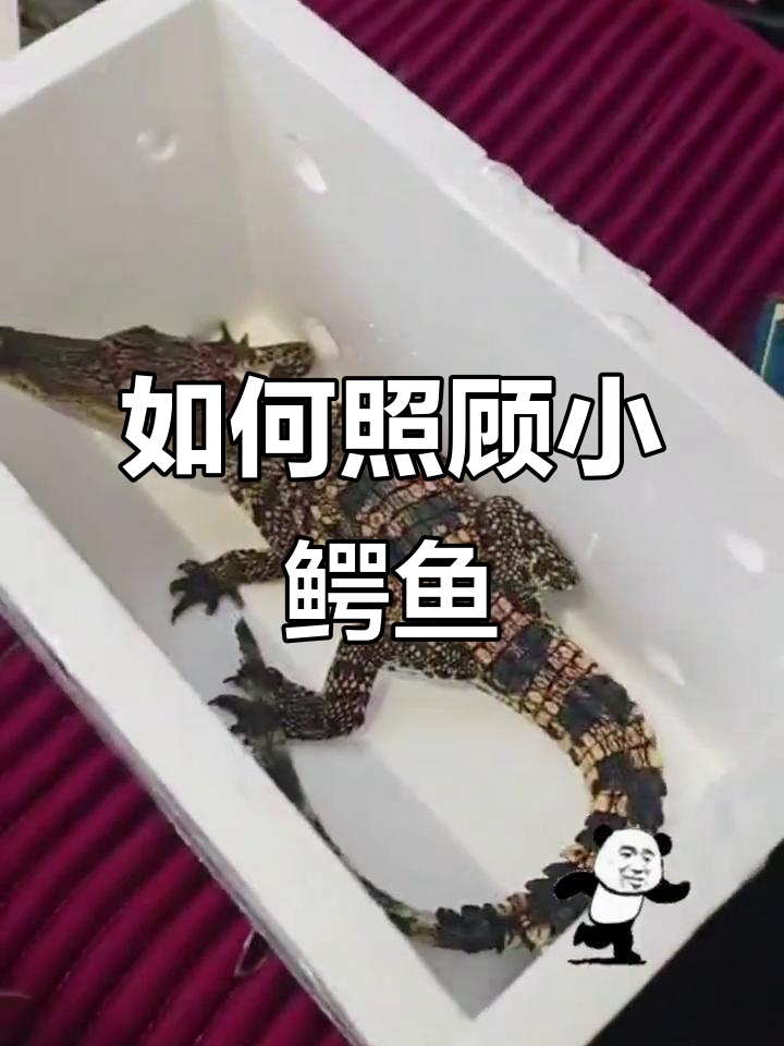 小鳄鱼到货后如何正确饲养?这些注意事项你必须知道